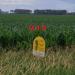 Cuming County Farmland Auction