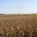 Pierce County Land Auction
